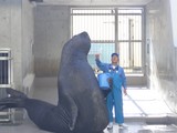 �̿����ߤʤ�������Ǥ�����